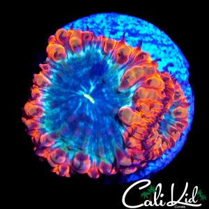 TRI COLOR BLASTO DOUBLE