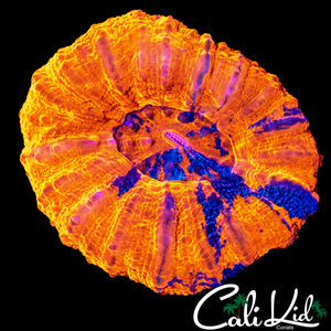 SPECKLED ULTRA SCOLY