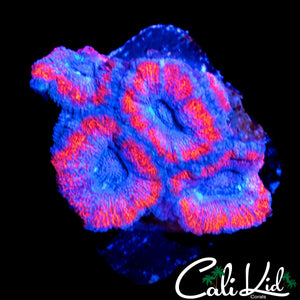 SUPERMAN ACAN QUAD