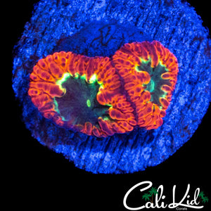 ULTIMATE TRI COLOR BLASTO DOUBLE