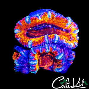 RAINBOW ACAN LORD TRIPLE