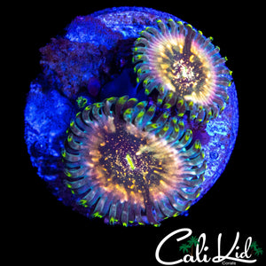 SOUR PUNCH ZOA DOUBLE