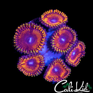 MAUL TYPE ZOA MINI COLONY