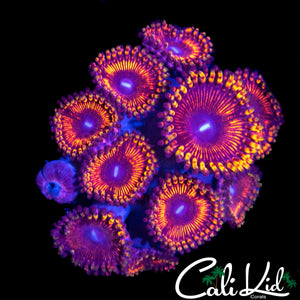 MAUL TYPE ZOA MINI COLONY