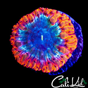 LARGE TRI COLOR BLASTO
