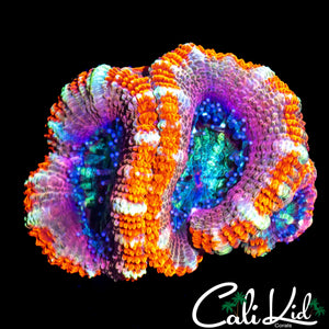 FRUIT STRIPE ACAN TRIPLE