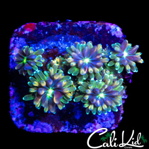 CK KALEIDOSCOPE GALAXIA