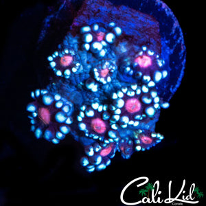 PINK PASSION GONI
