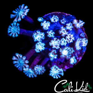 GHOST ALVEOPORA