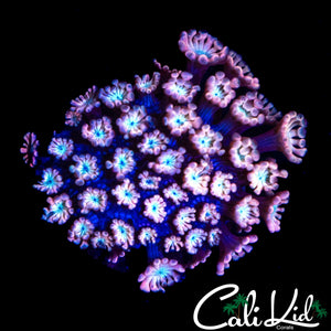 BI COLOR ALVEOPORA
