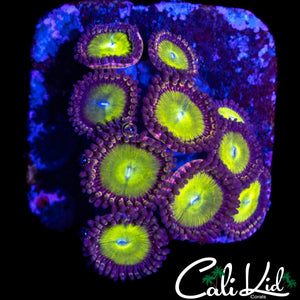 CANDY APPLE TYPE ZOA MINI COLONY