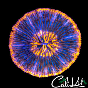 TWILIGHT FUNGIA