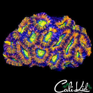 ULTRA RAINBOW ACAN COLONY