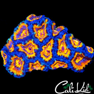 INSANE RAINBOW ACAN COLONY