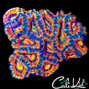ULTIMATE RAINBOW ACAN COLONY