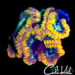 CK ELECTRIC DAISY FAVIA