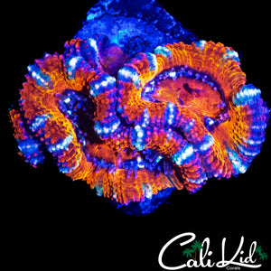 ULTRA ACAN TRIPLE