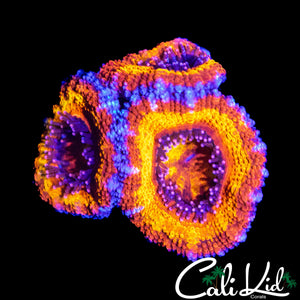 RAINBOW RING ACAN TRIPLE