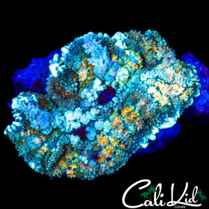 RAINBOW PERSIAN TYPE MUSHROOM