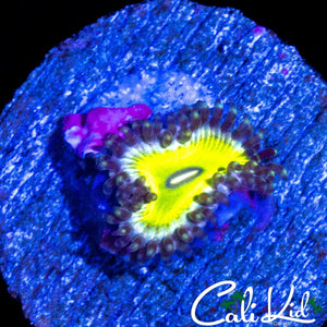 MYSTERY ZOA