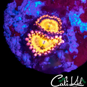 SAKURA SUNSET TYPE ZOA DOUBLE