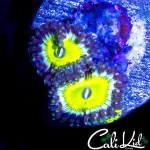 MYSTERY ZOA TRIPLE