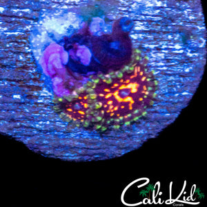 CK ULTIMATE PINK SPACE MONSTER ZOA DOUBLE