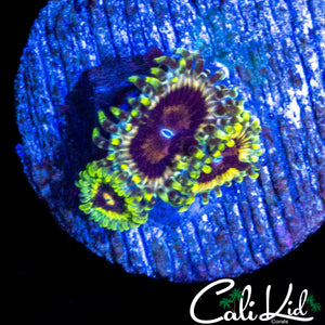 CK HELLRAZER ZOA TRIPLE