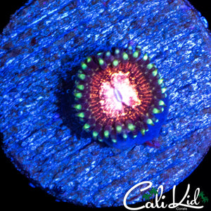 CK UNRELEASED ZOA