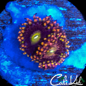 CK ANTI MATTER ZOA DOUBLE