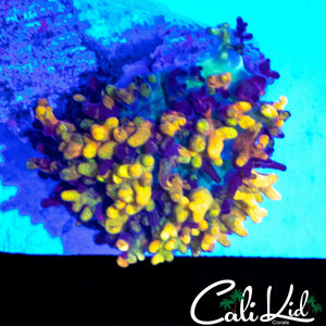 CB MAGIC CARPET MUSHROOM