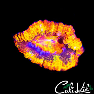 CK ABERRAMA GOLD ACAN