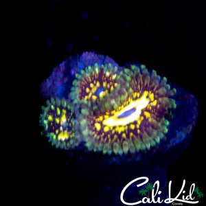CK UNRELEASED ZOA TRIPLE