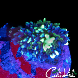 MYSTERY BUBBLE MUSHROOM
