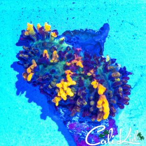 CB MAGIC CARPET MUSHROOM