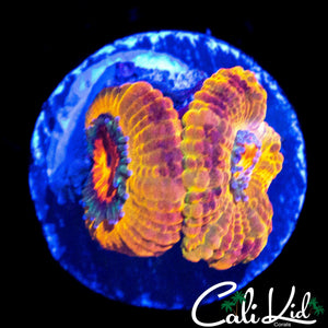 OG CK MERKULES ACAN DOUBLE