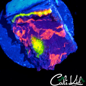 CK MIDNIGHT MAGIC CHALICE