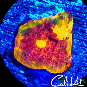 ULTIMATE RAINBOW CHALICE FRAG