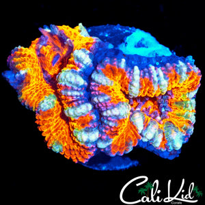 TONY THE TIGER ACAN DOUBLE