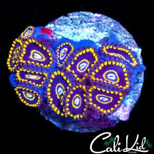 OG PURPLE HORNETS MINI COLONY