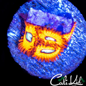 CHARMANDER ZOA QUAD