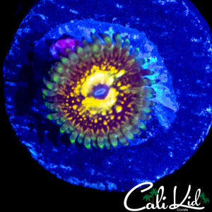 CK UNRELEASED ZOA