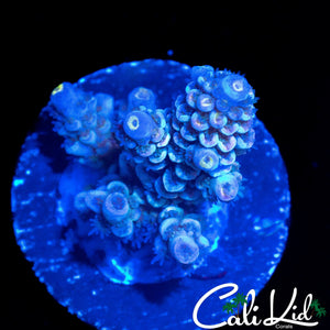 FUZZY RAINBOW TENIUS