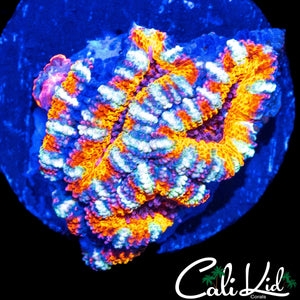 TONY THE TIGER ACAN CHUNK