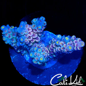 ULTIMATE RAINBOW TENIUS