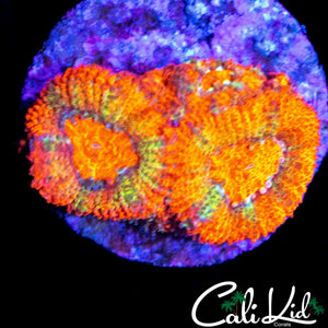FRUIT STRIPE MICROMUSSA