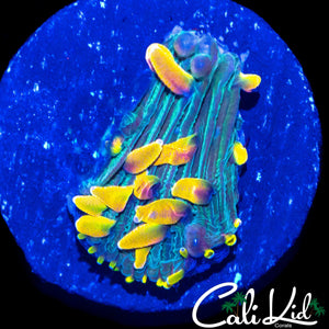 CK UNRELEASED RAINBOW DIASERIS