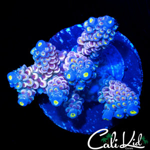 INSANE RAINBOW TENIUS CHUNK