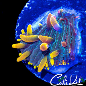 CK UNRELEASED RAINBOW DIASERIS
