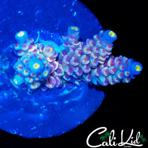 PRETTY IN PINK TYPE TENIUS